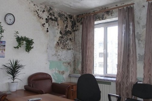 Почему плесень и грибок опасны в квартире? Почему плесень и грибок опасны в квартире?