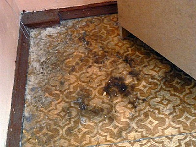 Убираем плесень под линолеумом народными средствами Убираем плесень под линолеумом народными средствами